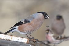 Chaffinch Female Portrait Stock Photos