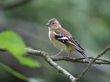 Chaffinch Female Stock Image