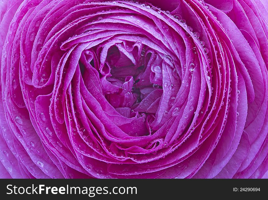 Ranunculus Asiaticus Flower With Drops Of Water