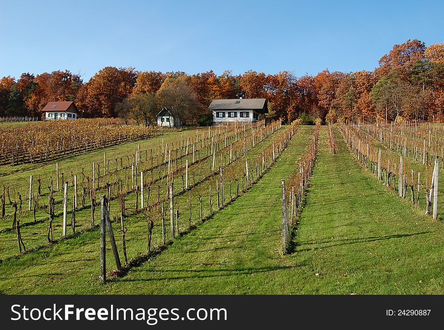 Vineyard In Burgerland, Austria