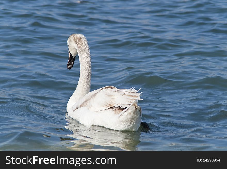 Young white swan on a sea.