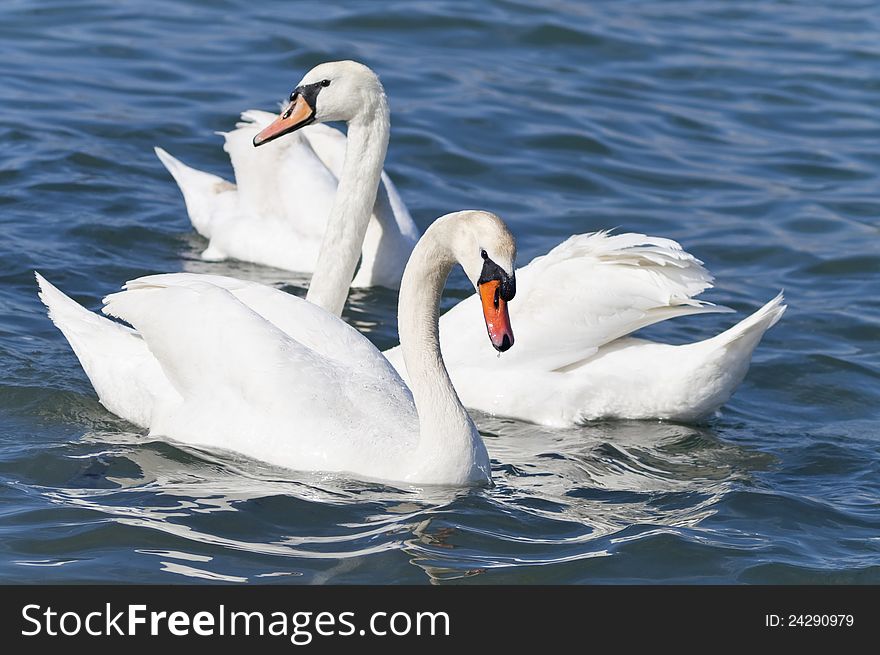 White Swans.