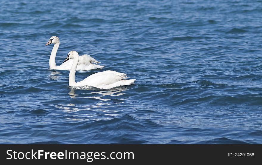 Together forever: two white swans