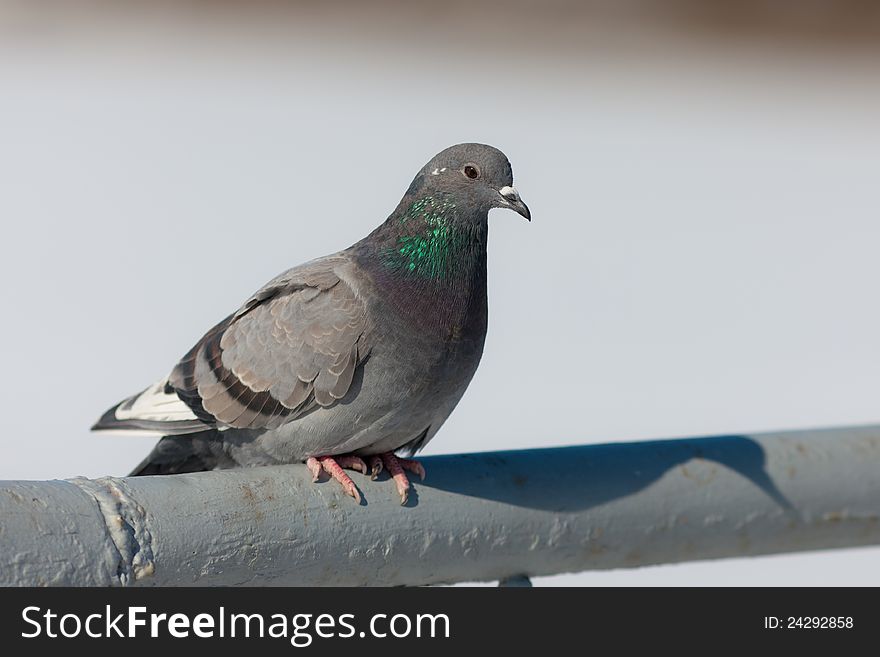 Gray pigeon on a handrail close up. Gray pigeon on a handrail close up