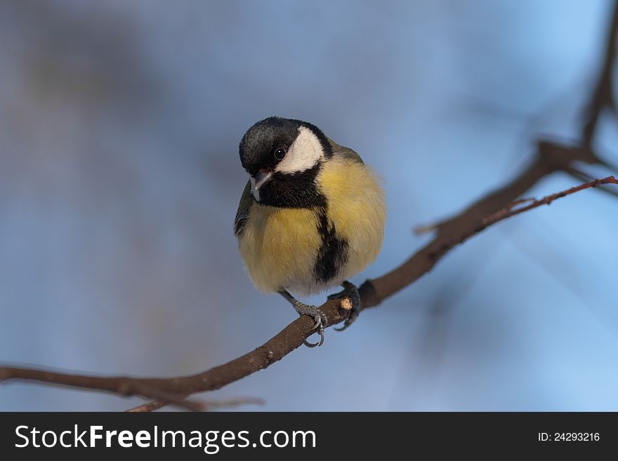 Titmouse portrait on a tree branch close up