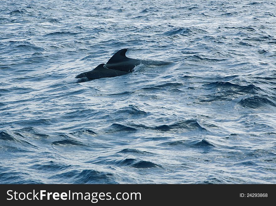 Flippers of the pilot whales seen on the water surface