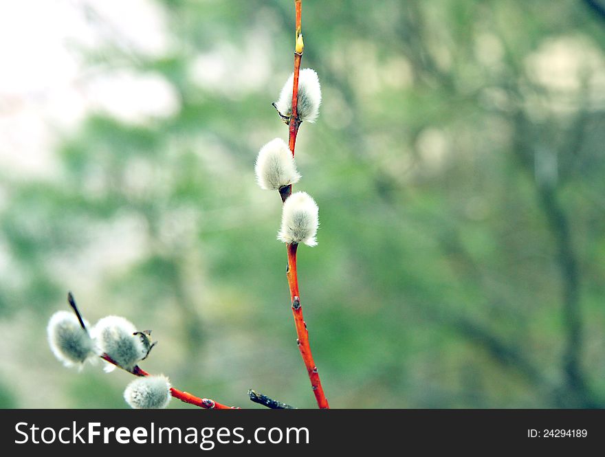 Pussy willow branch