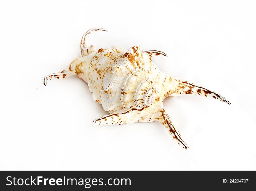 Sea shells isolated on white.