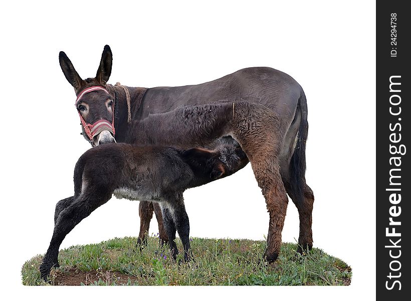 Baby donkey suckling