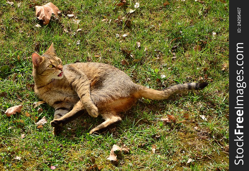 Lying brown cat on a sunny day