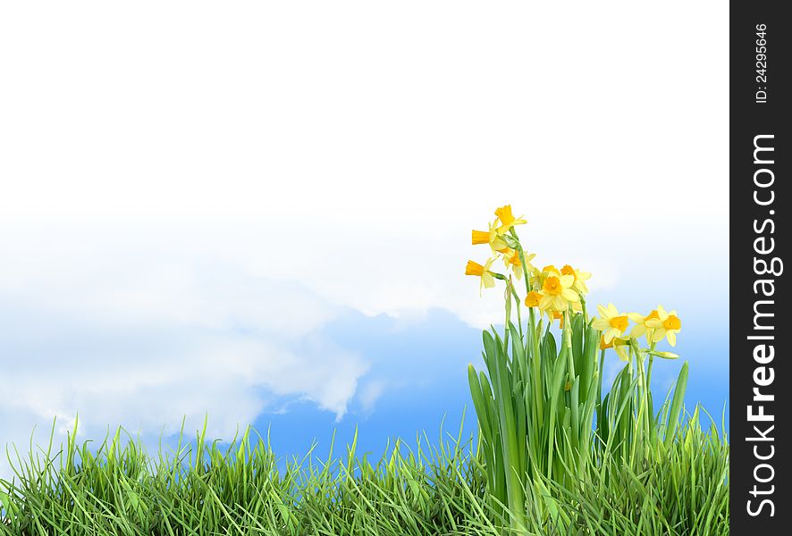 Ecology concept. Nature background with grass and flowers against blue sky