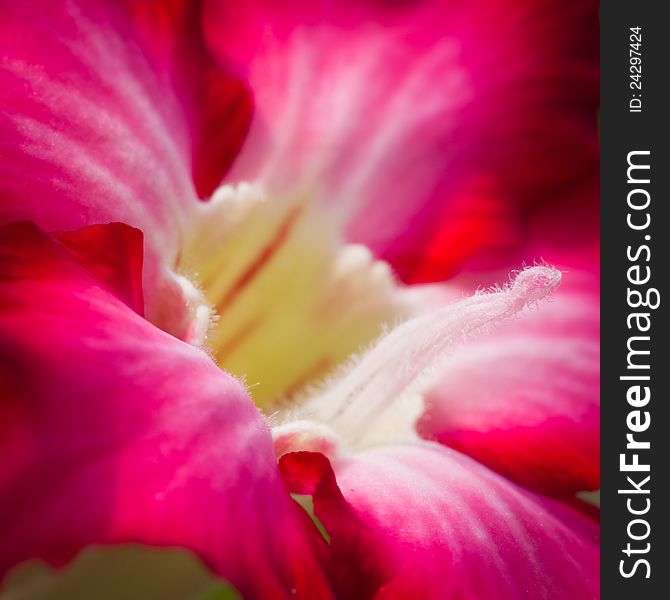 Pink Bigononia or Desert Rose's pollen, macro shot. Pink Bigononia or Desert Rose's pollen, macro shot