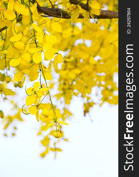 Golden Shower Tree, (Cassia Fistula)