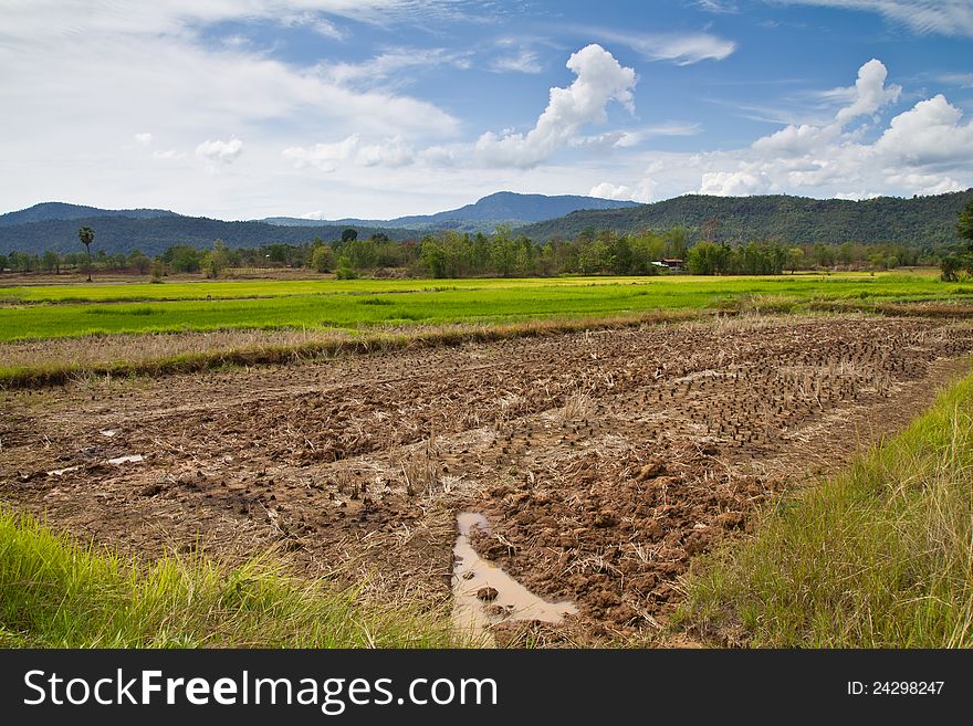 Paddy farmland and mountain in countryside of Thailand