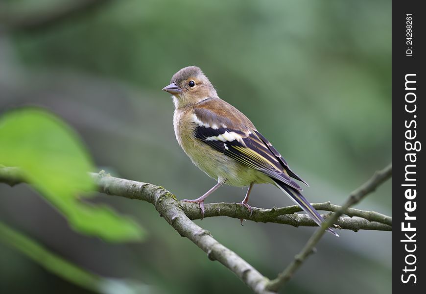 Chaffinch female on branch in forest