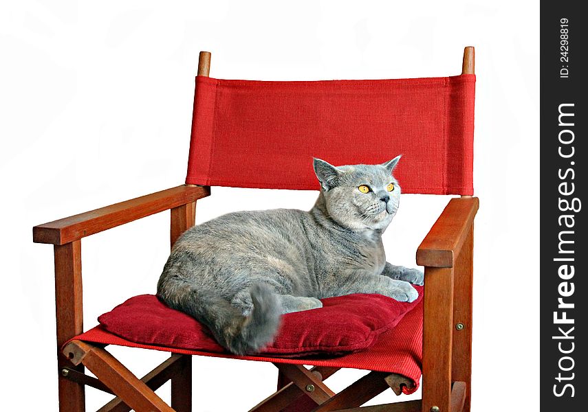 Photo of a pedigree british shorthair cat looking very proud as she relaxes on her favourite chair!. Photo of a pedigree british shorthair cat looking very proud as she relaxes on her favourite chair!