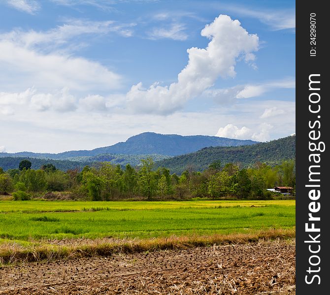 Paddy farmland and mountain in countryside of Thailand