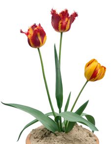 Tulips Royalty Free Stock Photo Tulips Royalty Free Stock Photo