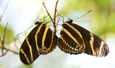 Zebra Longwing Butterfly Stock Photo