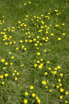 Flowerses Of The Dandelion Royalty Free Stock Image Flowerses Of The Dandelion Royalty Free Stock Image
