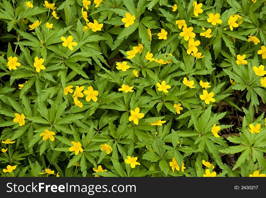Small yellow flowers in a spring wood
