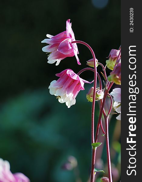 Pink and white bi-color columbine flowers. Pink and white bi-color columbine flowers