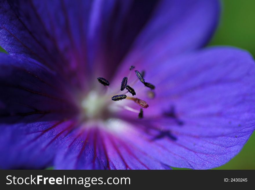 Geranium 'rozanne', close-up shot