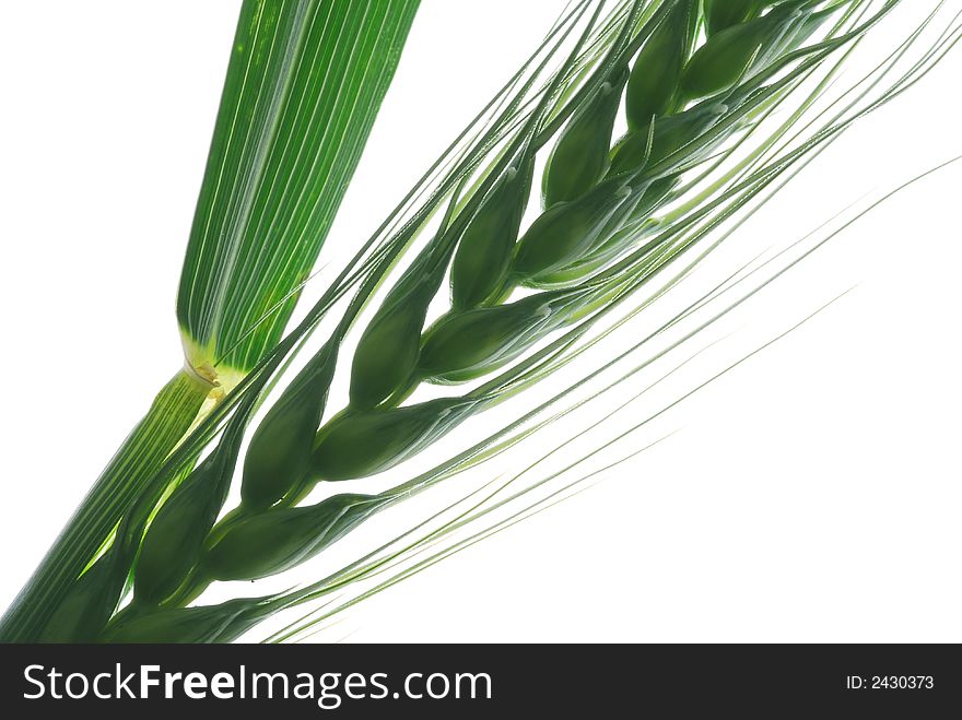 Green wheat on white background
