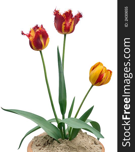 Three tulips composition in flowerpot (isolated on white, with path)