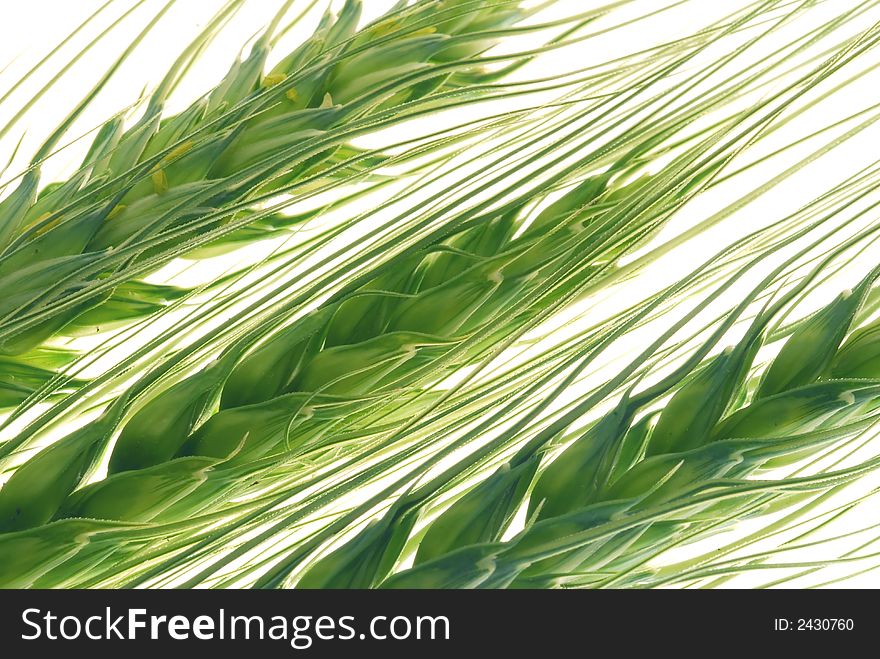 Branches of fresh green wheat. Branches of fresh green wheat