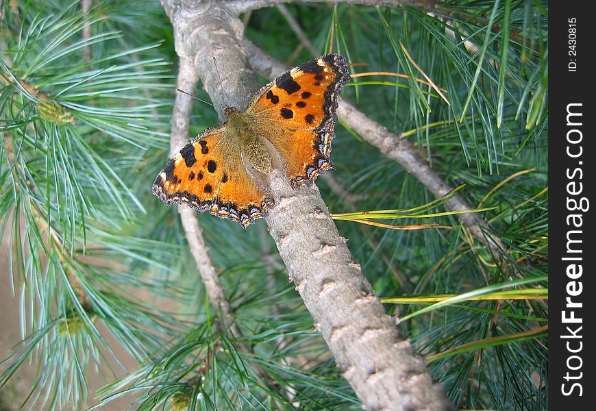 Butterfly in Conifer Needles