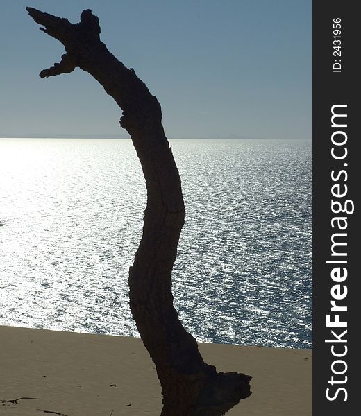 Lonely tree on the beach overlooking the sea. Lonely tree on the beach overlooking the sea
