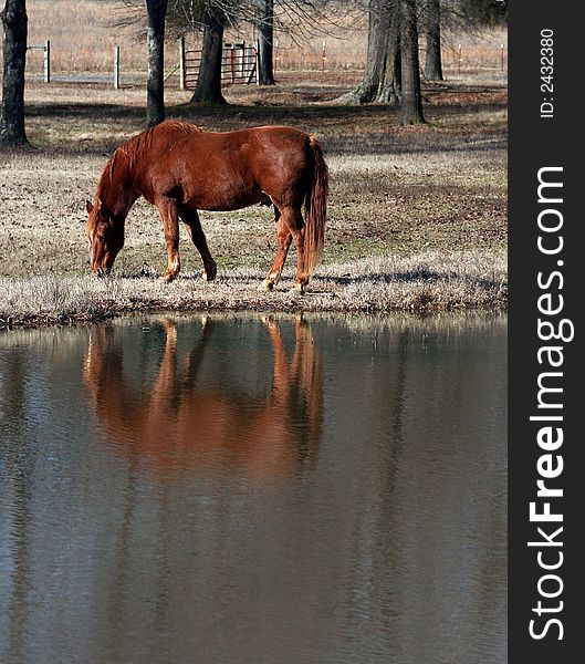 Horse grazing by the pond. Horse grazing by the pond