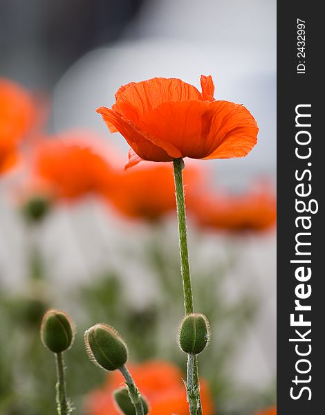 Closeup of a common poppy. Background blurred. Closeup of a common poppy. Background blurred.