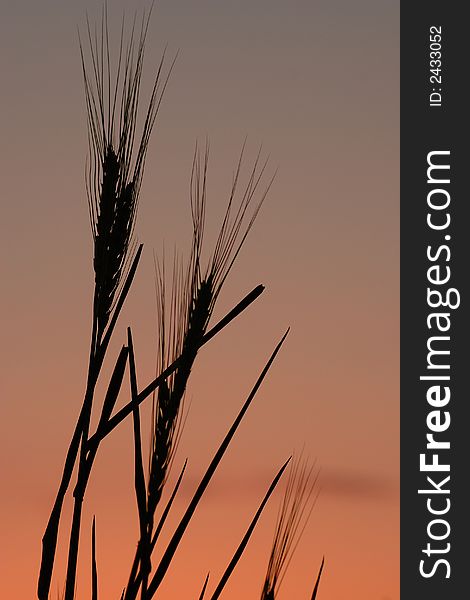 Silhouette of wheat stalks against a Texas morning sky. Silhouette of wheat stalks against a Texas morning sky