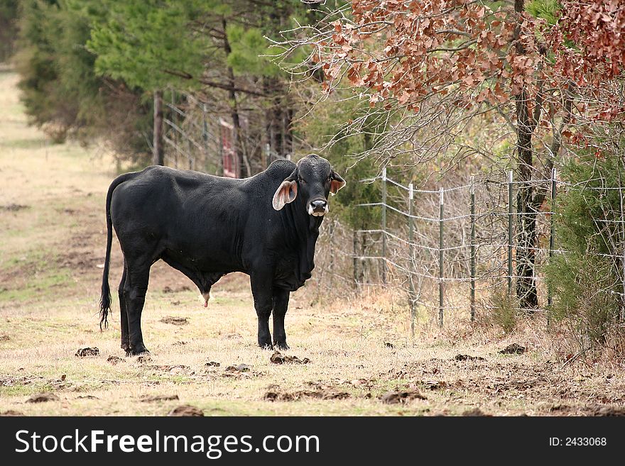 Brahma bull out in a pasture