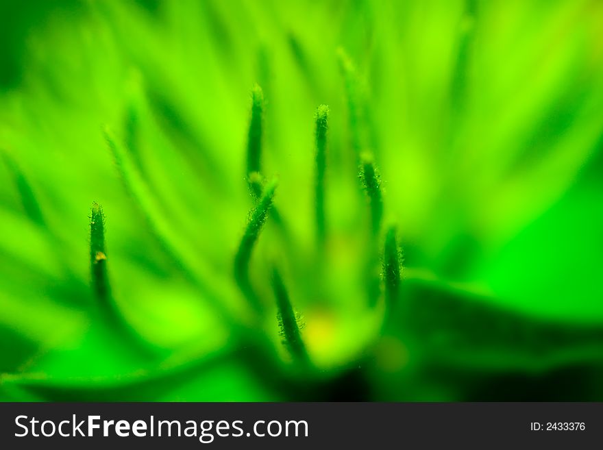 Super shallow depth of field nature abstract. Super shallow depth of field nature abstract