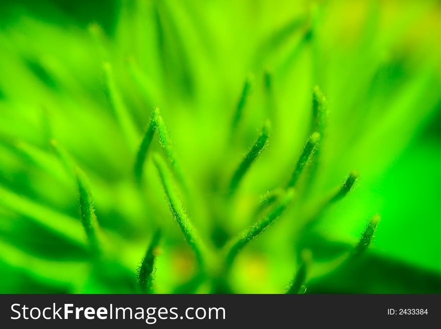 Super shallow depth of field nature abstract. Super shallow depth of field nature abstract