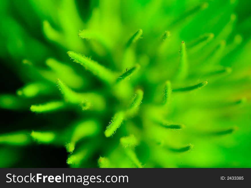 Super shallow depth of field nature abstract. Super shallow depth of field nature abstract