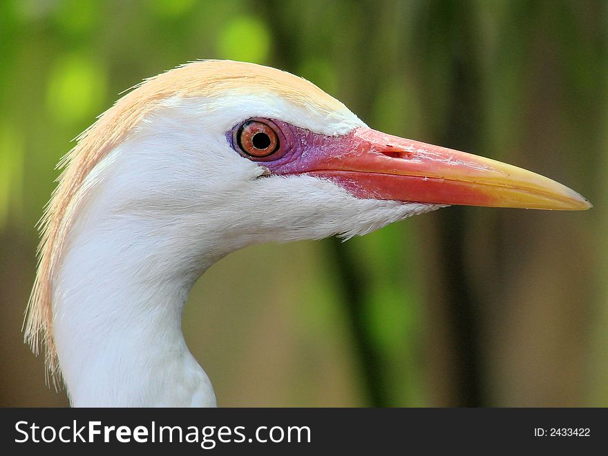 White egret, closeup of eye and beak.