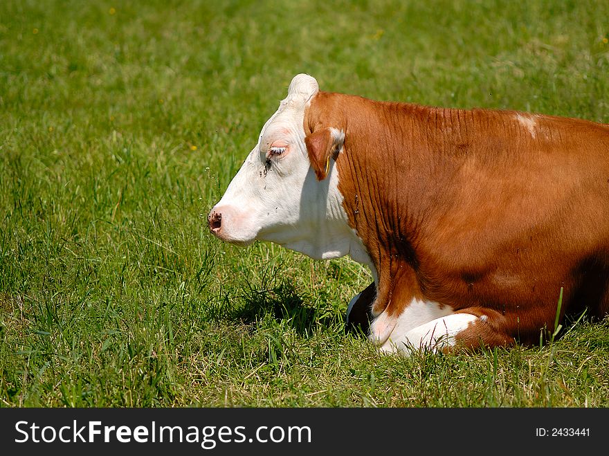 Brown bull on the green grass. south Germany.