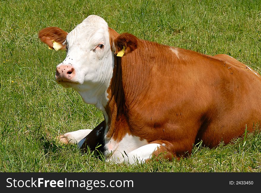 Concerned bull on the green pasture. south Germany.