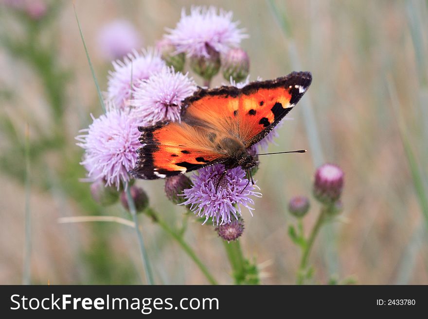 Butterfly on the flower with grass on background