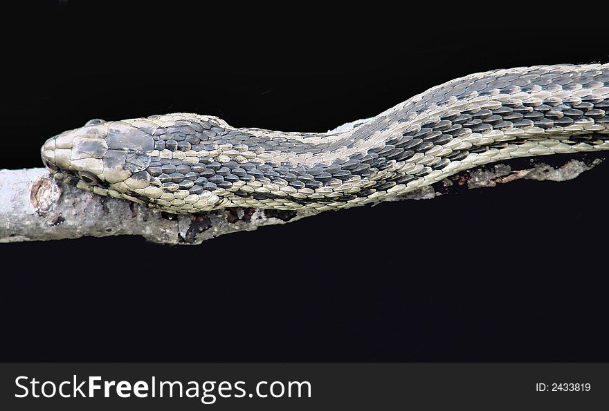 A close up on a grey snake on a stick on a black background.