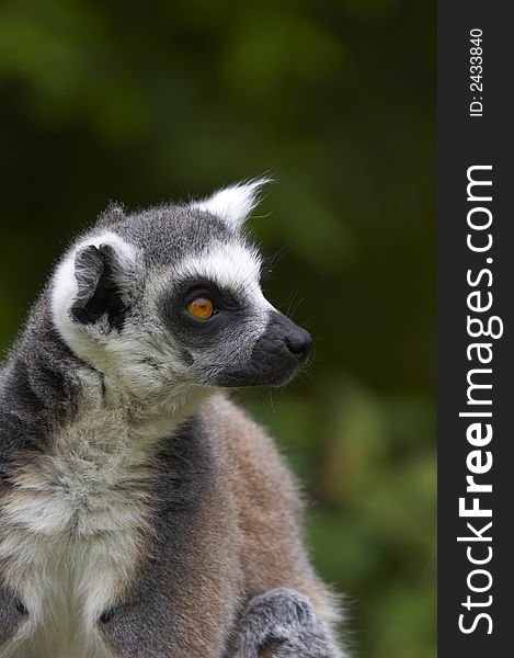 Ringed-tailed Lemur