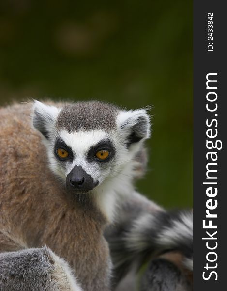 The Ringed-tailed Lemur is endangered due to human destruction of it's natural habitat, the rainforest.