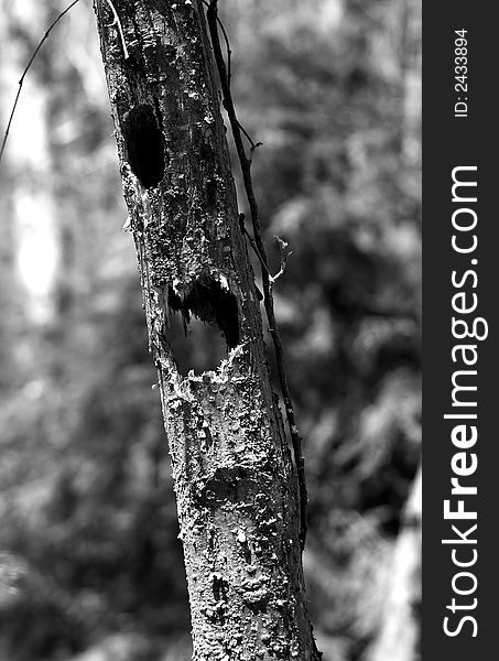 Tree with holes, forest on the background