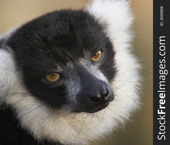 Black & White Lemur