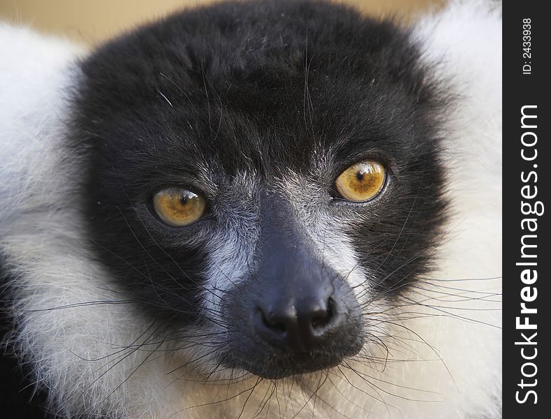 Engangered Black & White Lemur