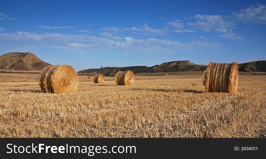 Field of hay bales after harvesting